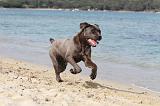 CANE CORSO 277